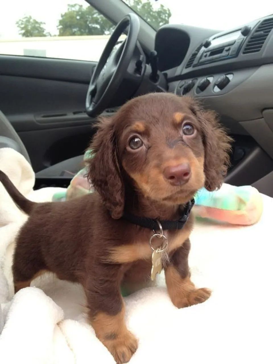 Daschund Teckel salsichinha pelo longo e pelo curto 