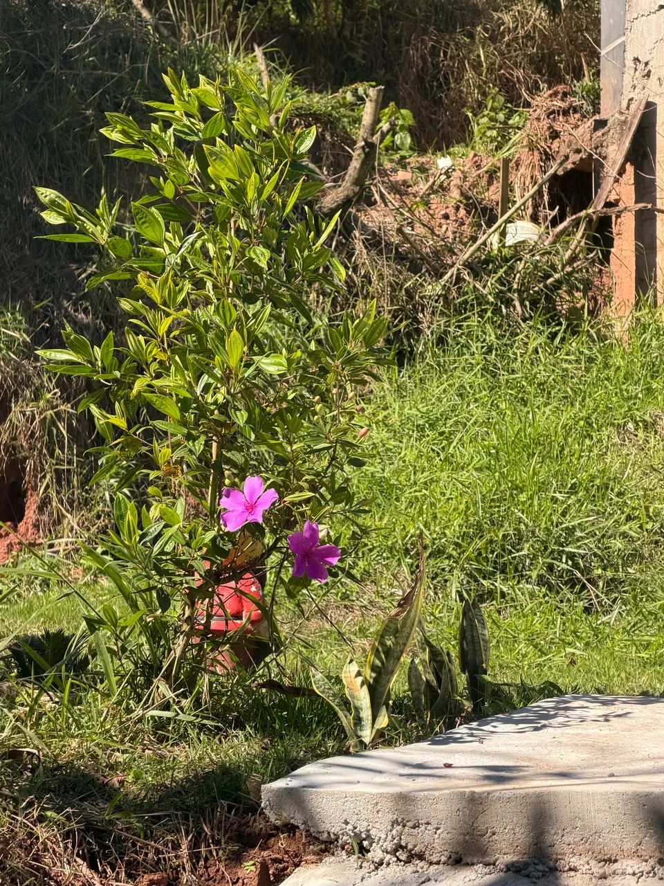 SÍTIO À VENDA OU TROCA - PARAIBUNA/SP - Foto 2