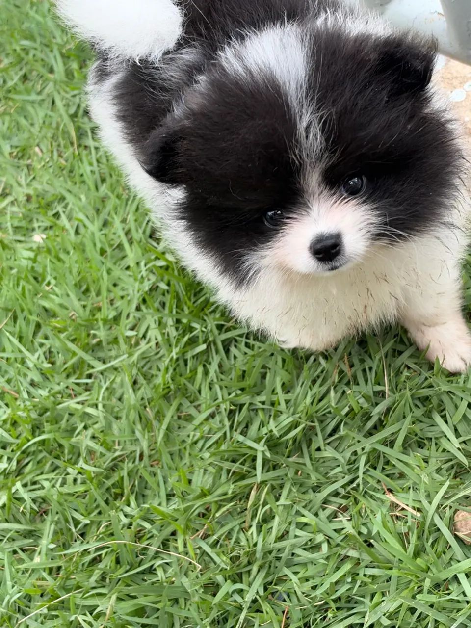Spitz alemão  - Foto 2