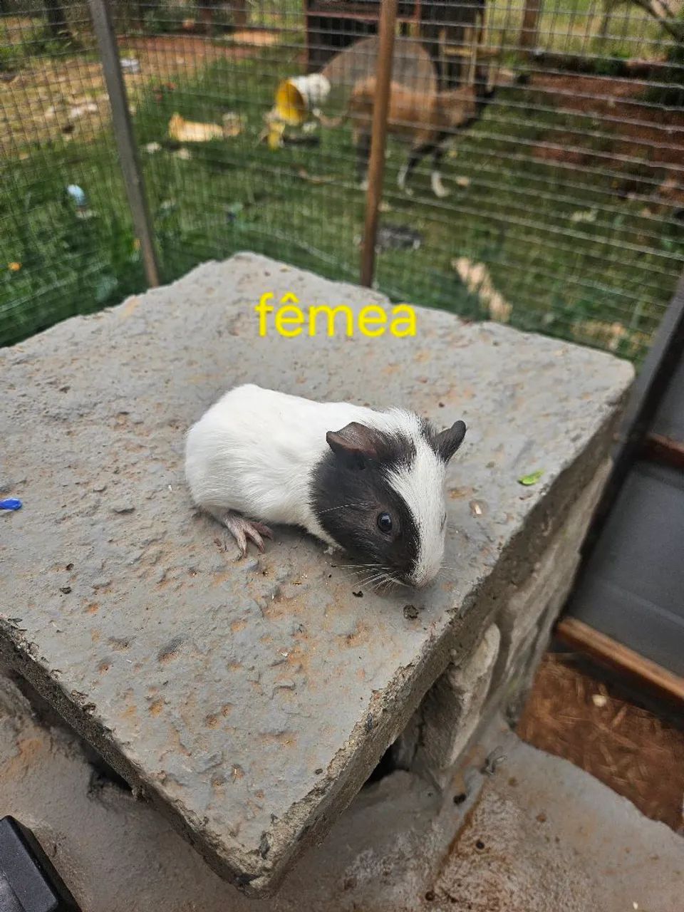 Porquinho da india - Foto 4