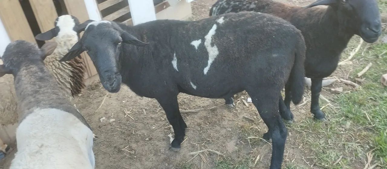 Carneiro ireprodutor  - Foto 3