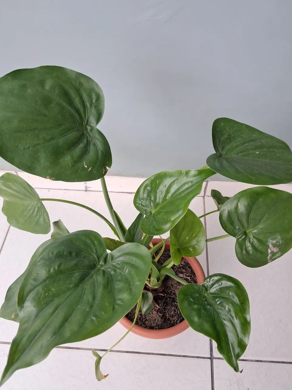 Planta  - Foto 3