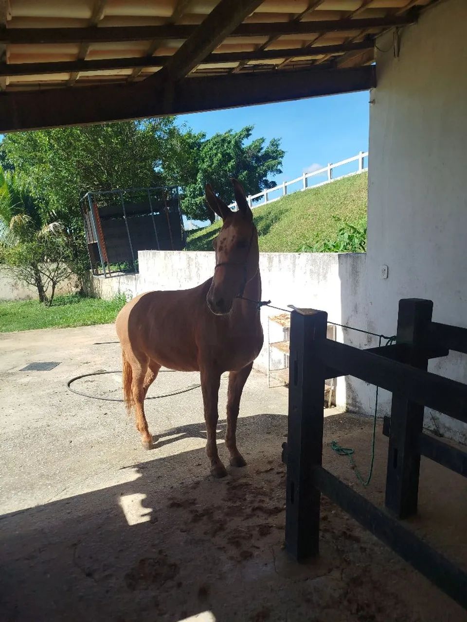 Vendo mula Pega de patrão 