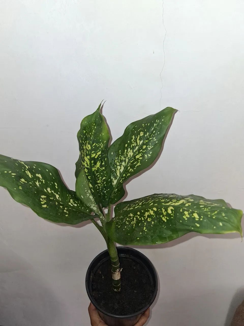Comigo ninguém pode . Ja enraizada 