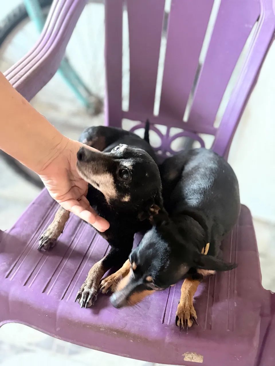 Cachorro pinscher - Foto 5