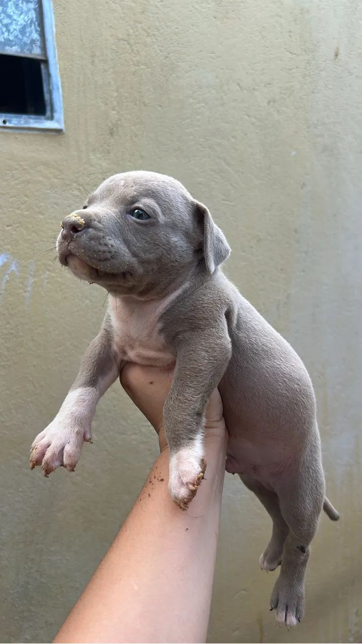 Filhote de pitbull  - Foto 4