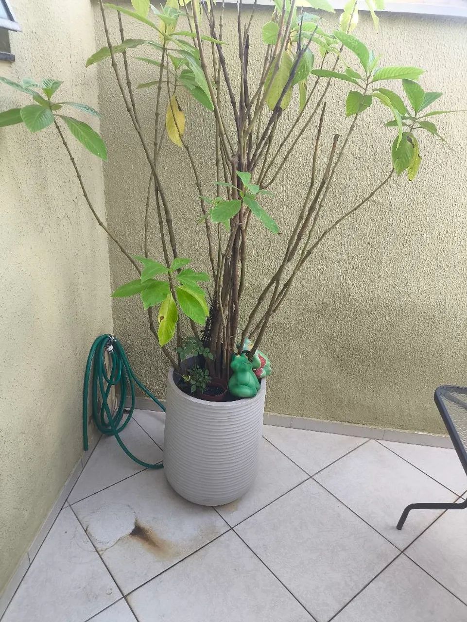 Planta de quintal  - Foto 3