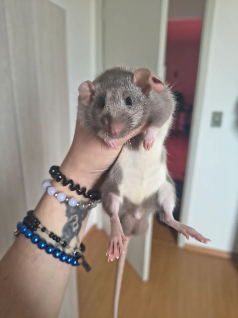 Rato Twister 