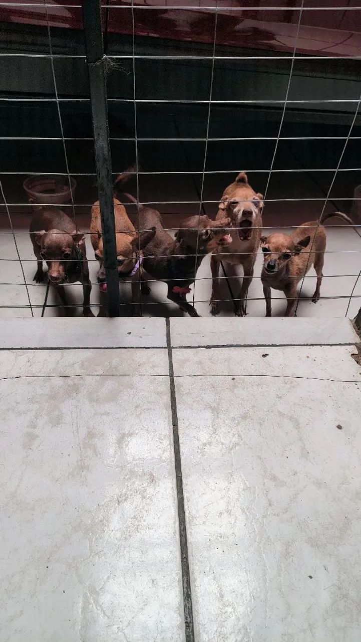 Pincher machinho  - Foto 5