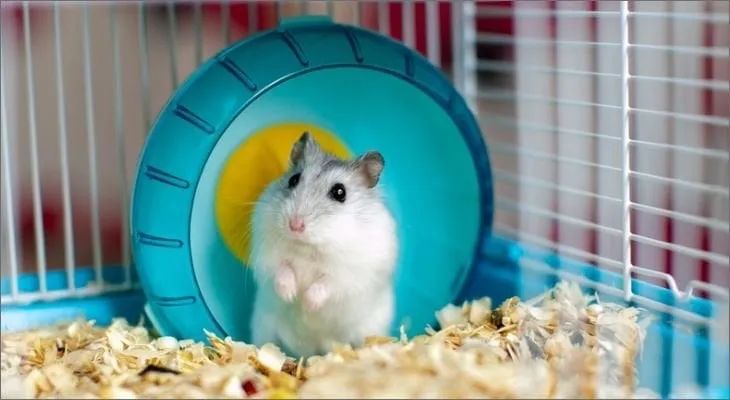 Animais  - Foto 3