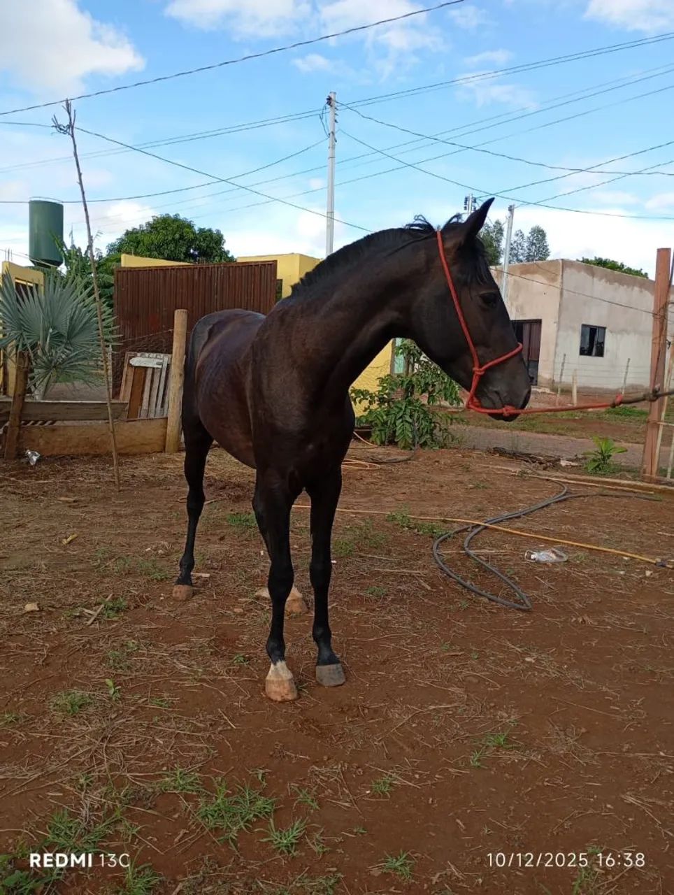 Cavalo MM - Foto 3