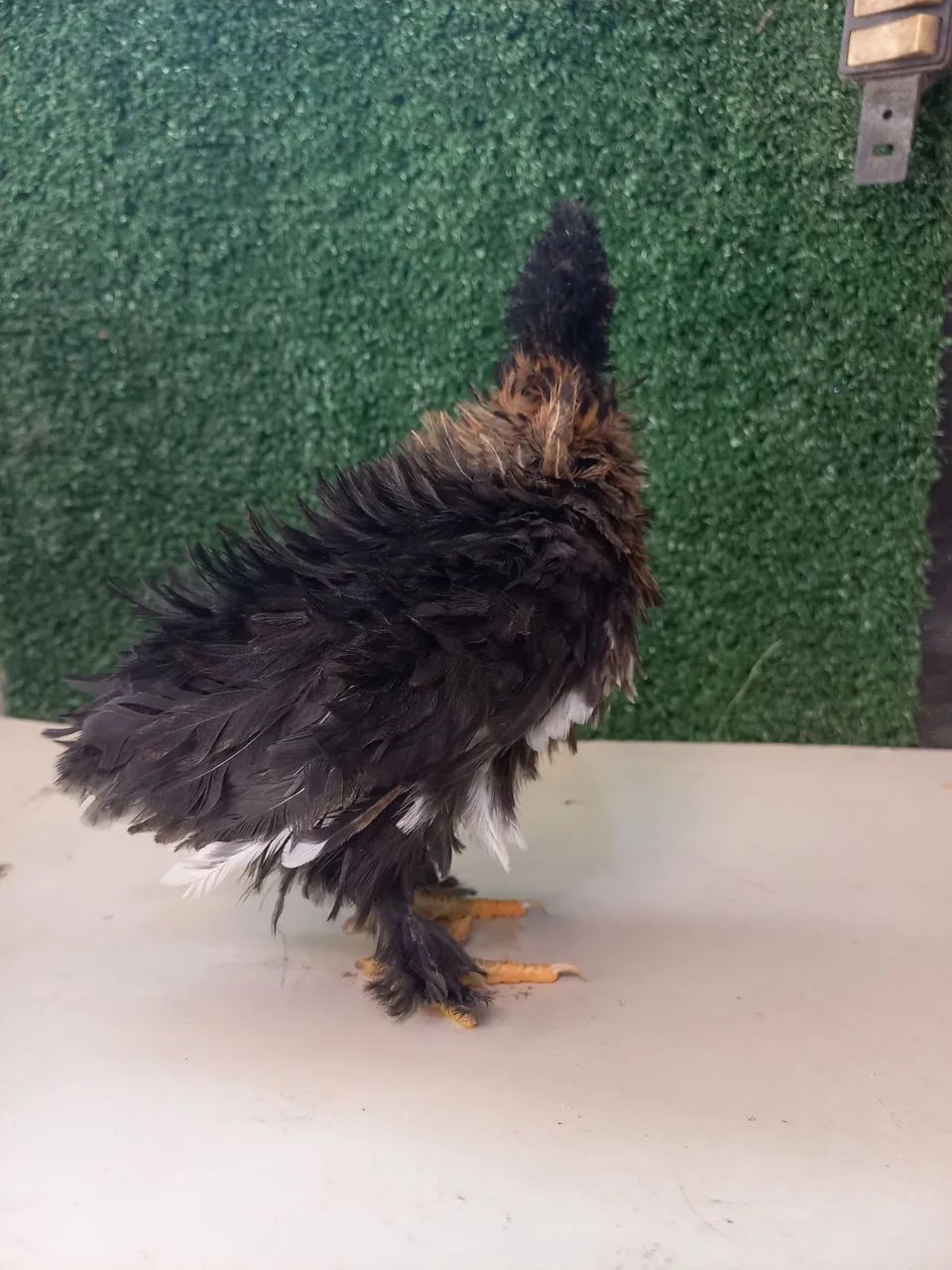 Mini Garnizé modelado  - Foto 4