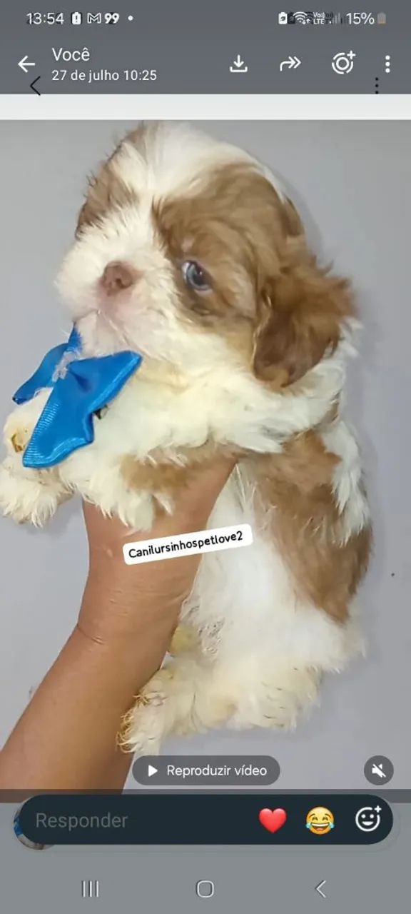 Shihtzu minis legítimos Vacinados  - Foto 3