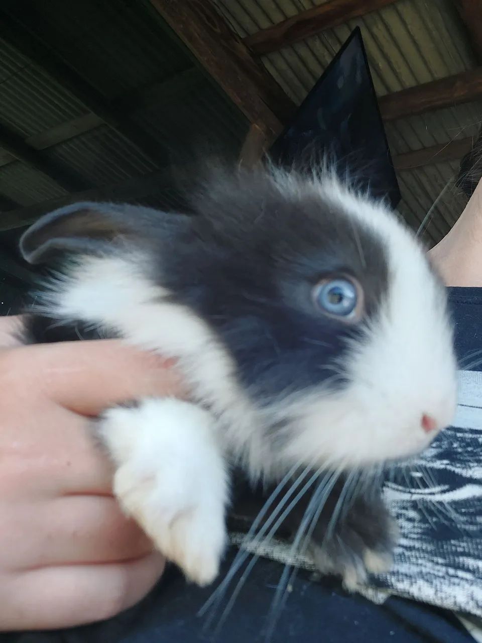 Coelha Mini Lion Head Preta com olhos Azuis Sensacional super peluda disponível 