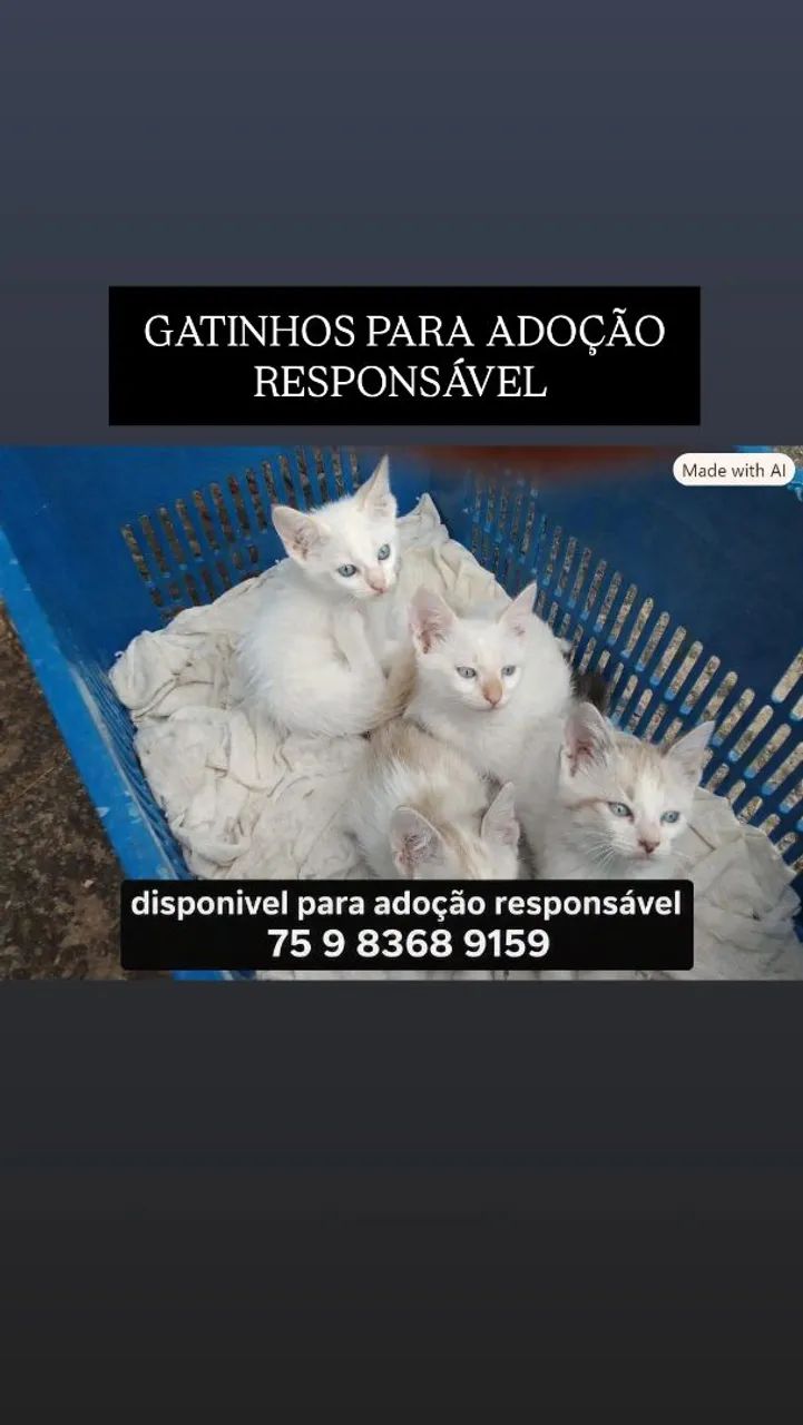 GATINHOS PARA ADOÇÃO 