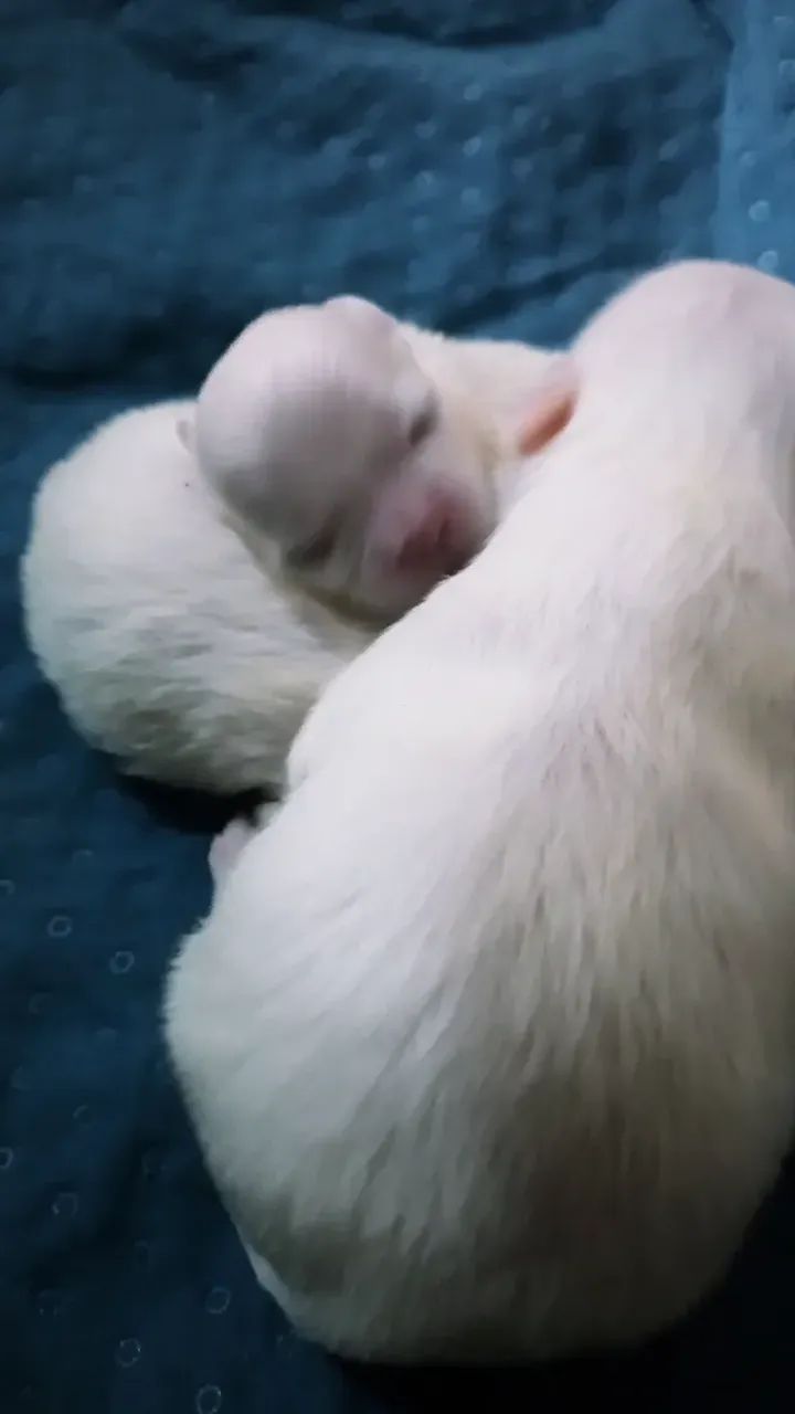 Shihtzu Branco com Areia  - Foto 2