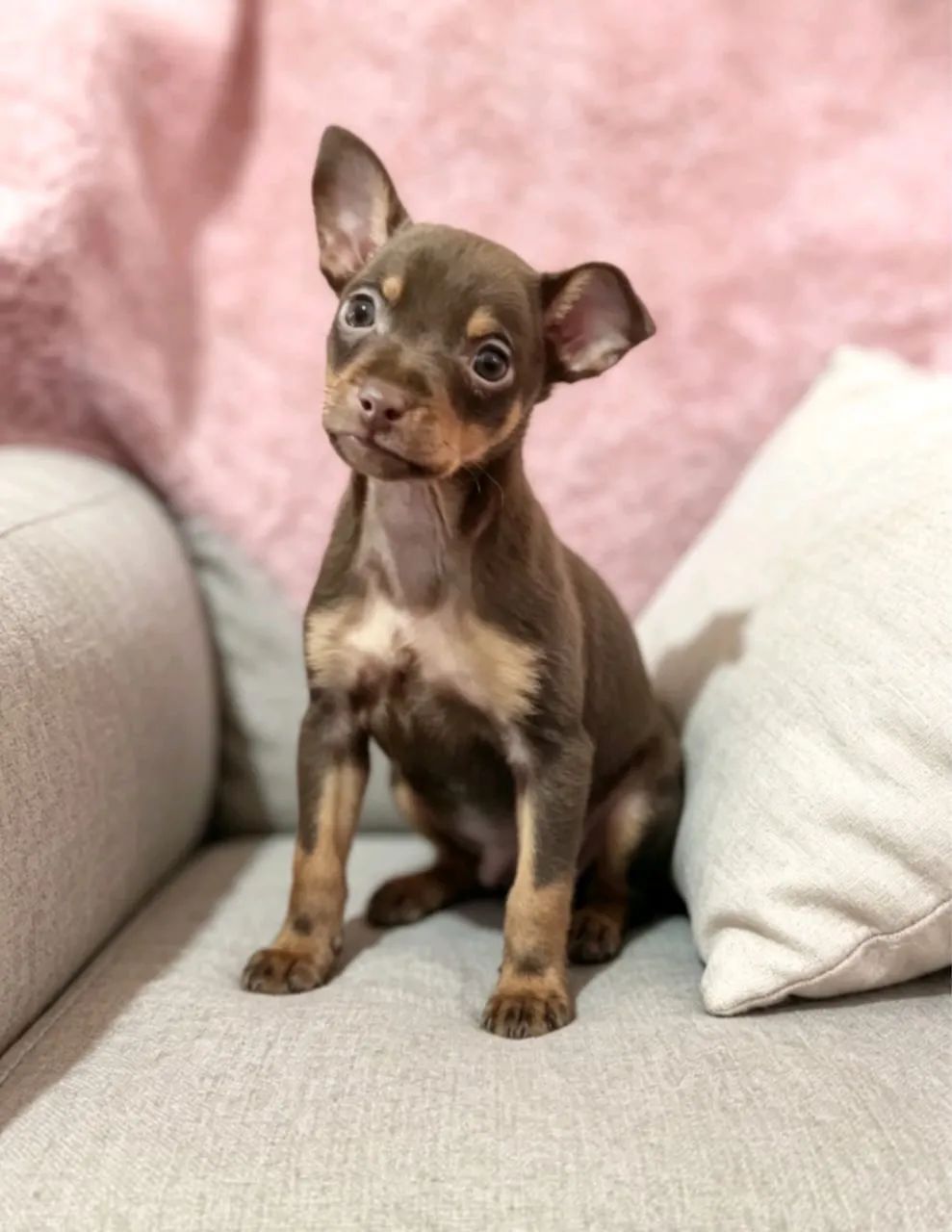 Pinscher 