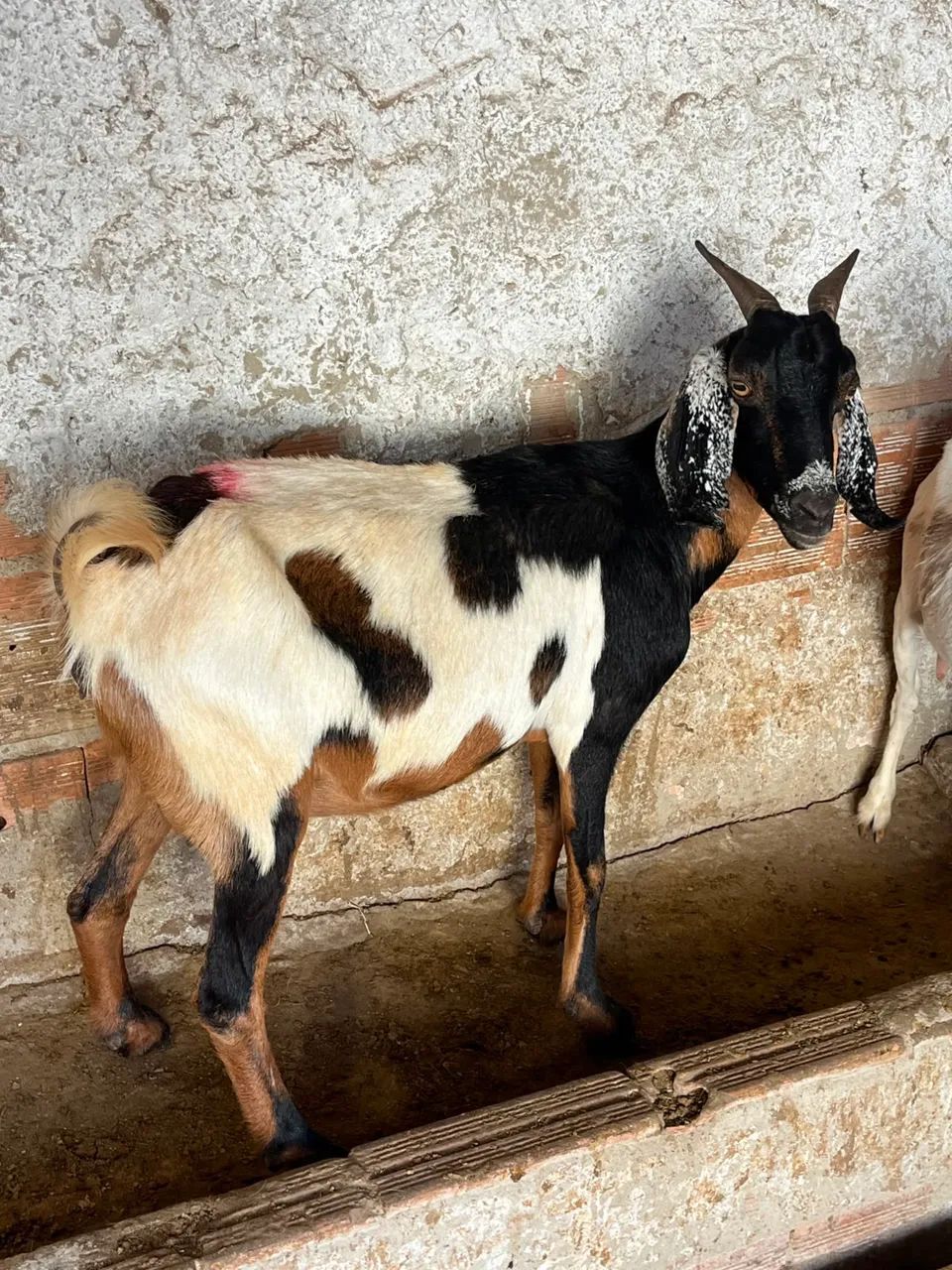 Cabras - Foto 4