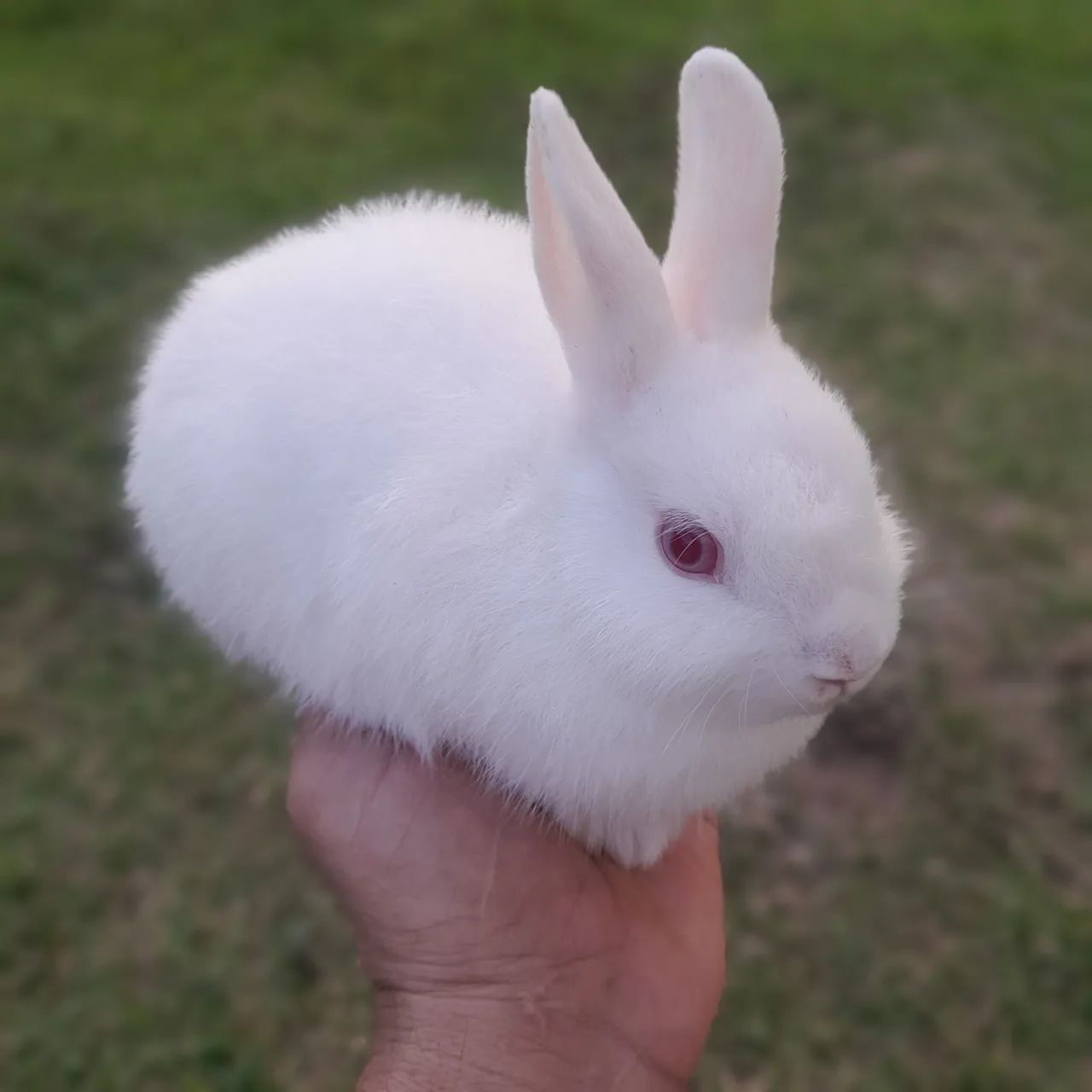 Coelho Netherland Dwarf _Mini Holandês  - Foto 3