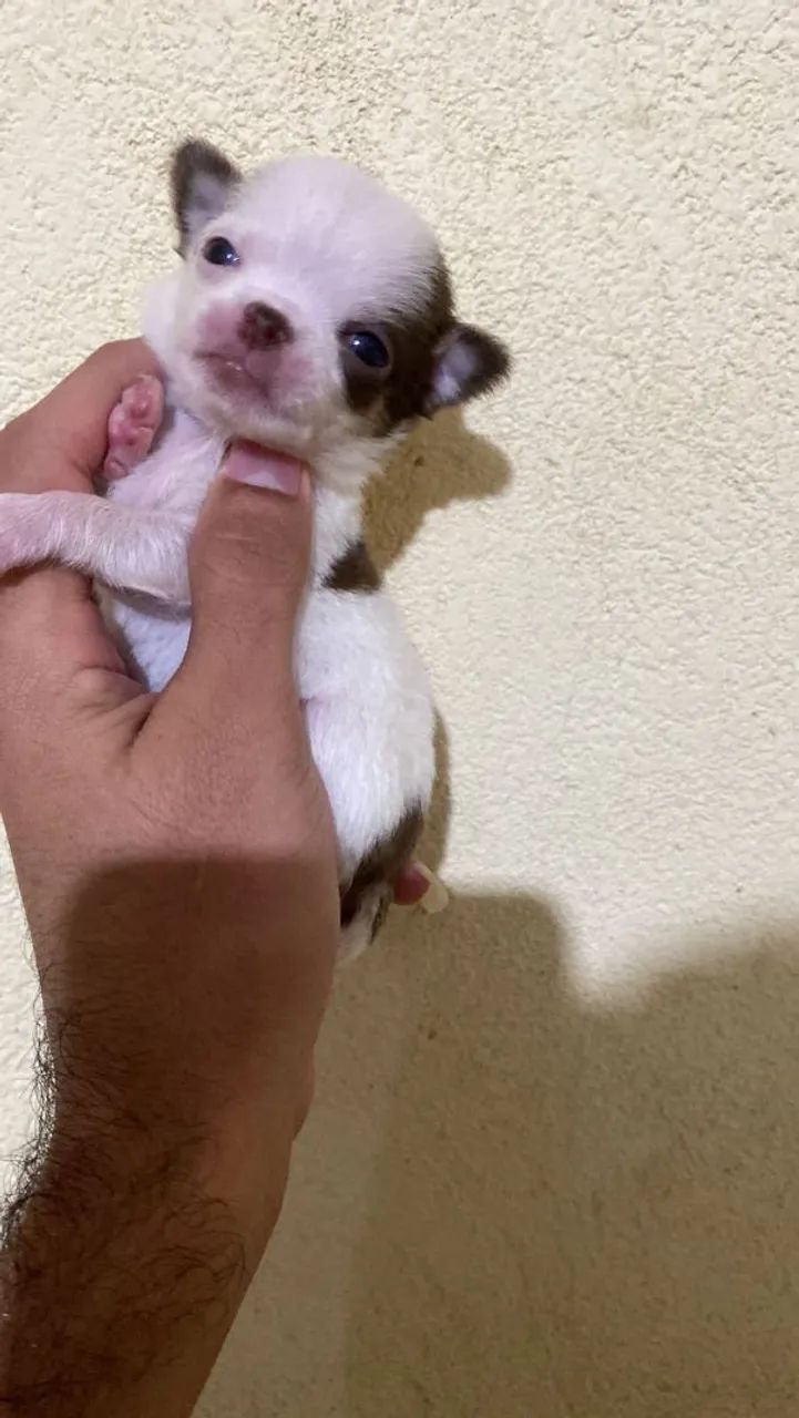 Chihuauha 