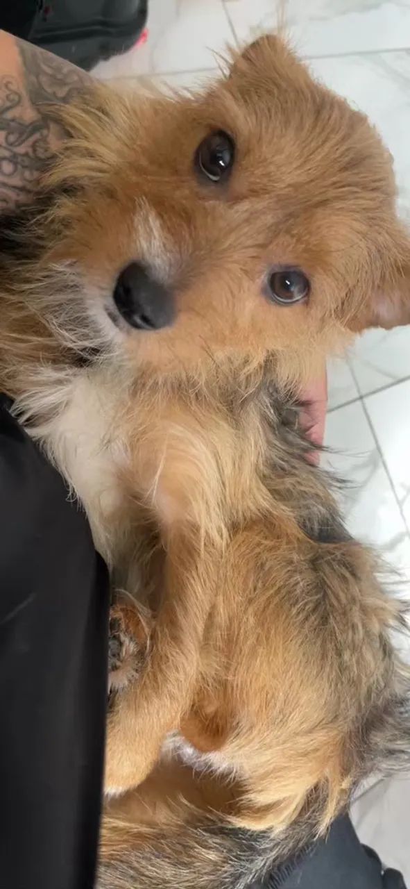 Cachorro - Foto 3