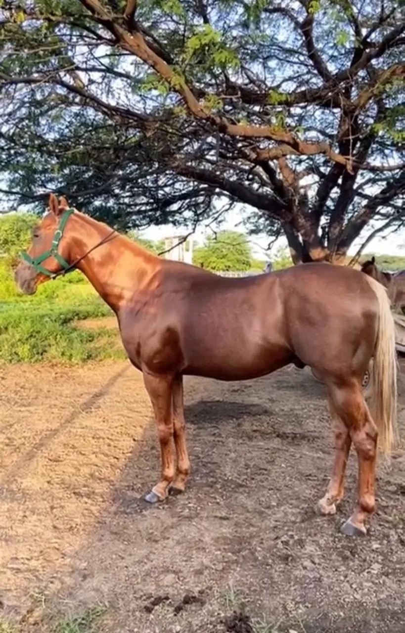 Potro Quarto de Milha 