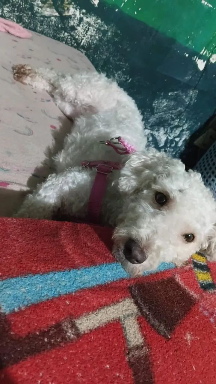 Cachorra poodle - Foto 2