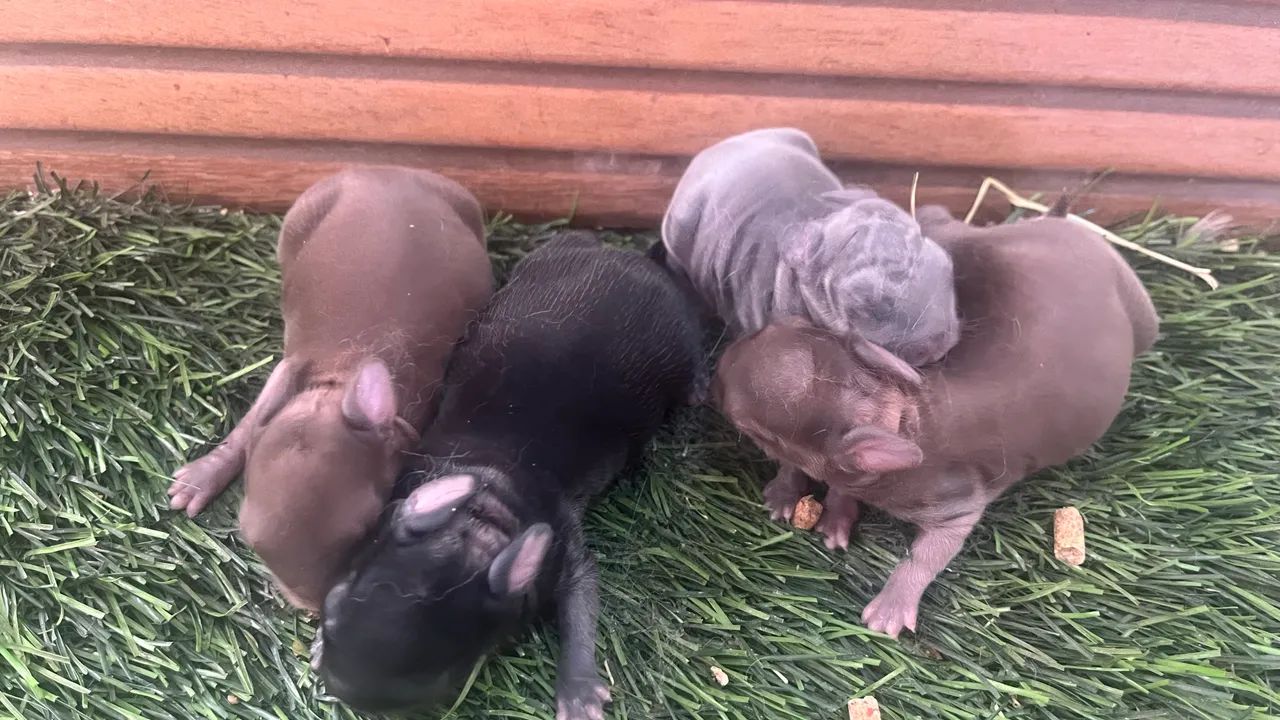 Mini Dwarf Rabbit65568057709443121