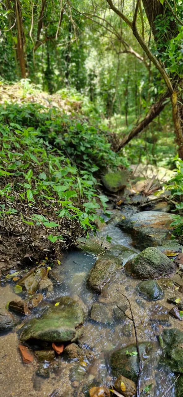 Excelente Sítio à Venda no Rio da Prata de CG! - Foto 4