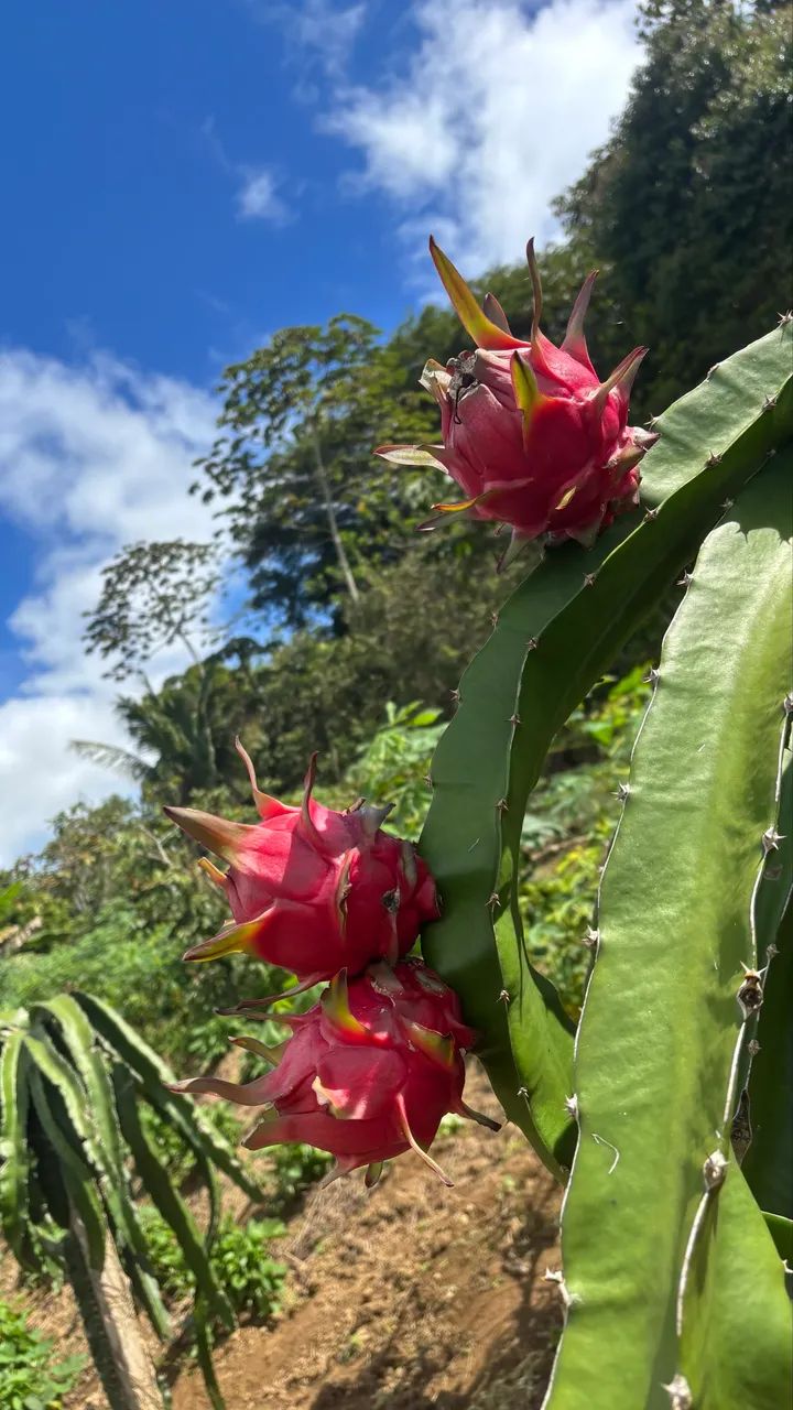 Mudas de Pitaya Vermelha  - Foto 2