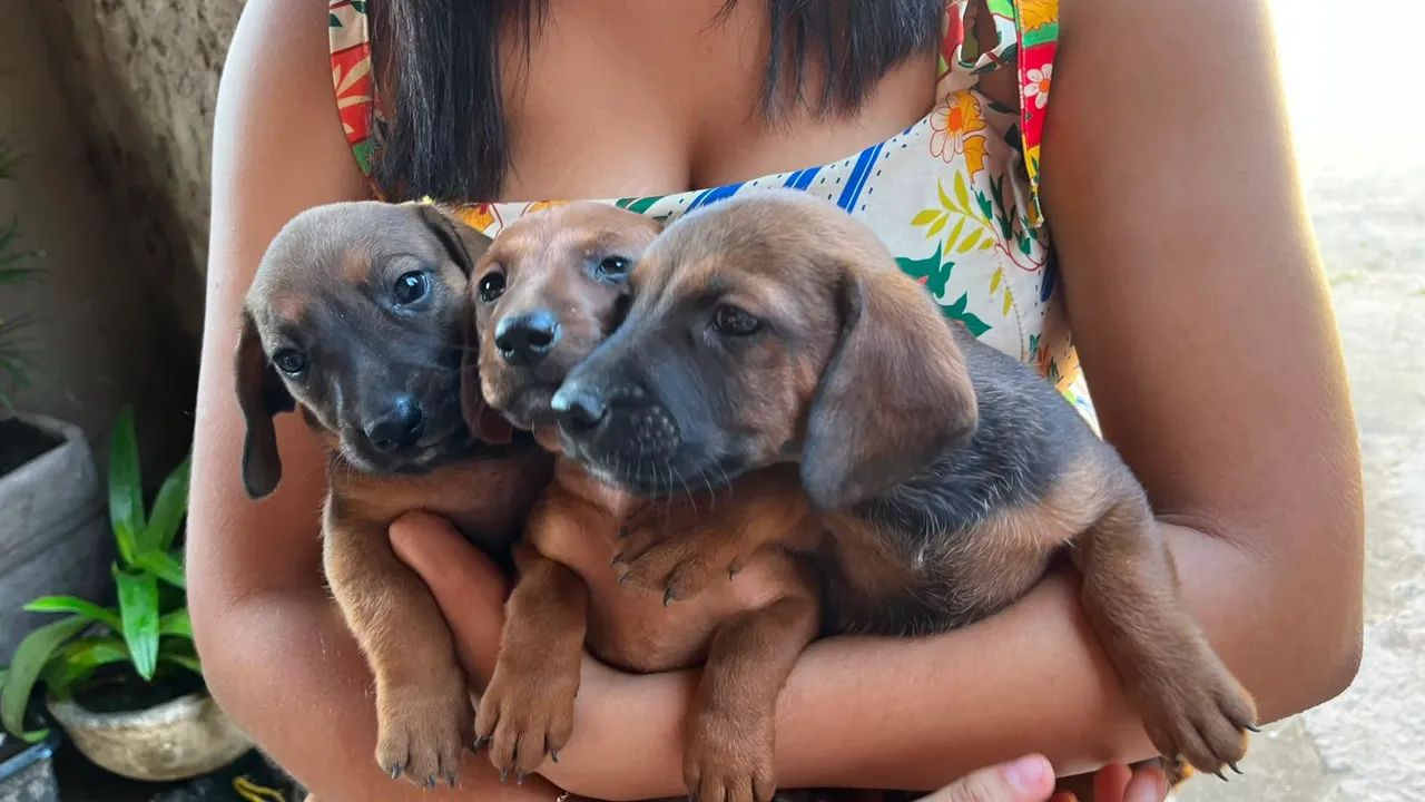 Salsicha - Foto 3