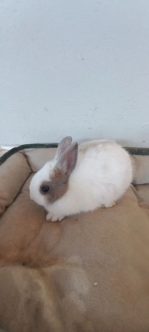 Anões e mini  - Foto 5