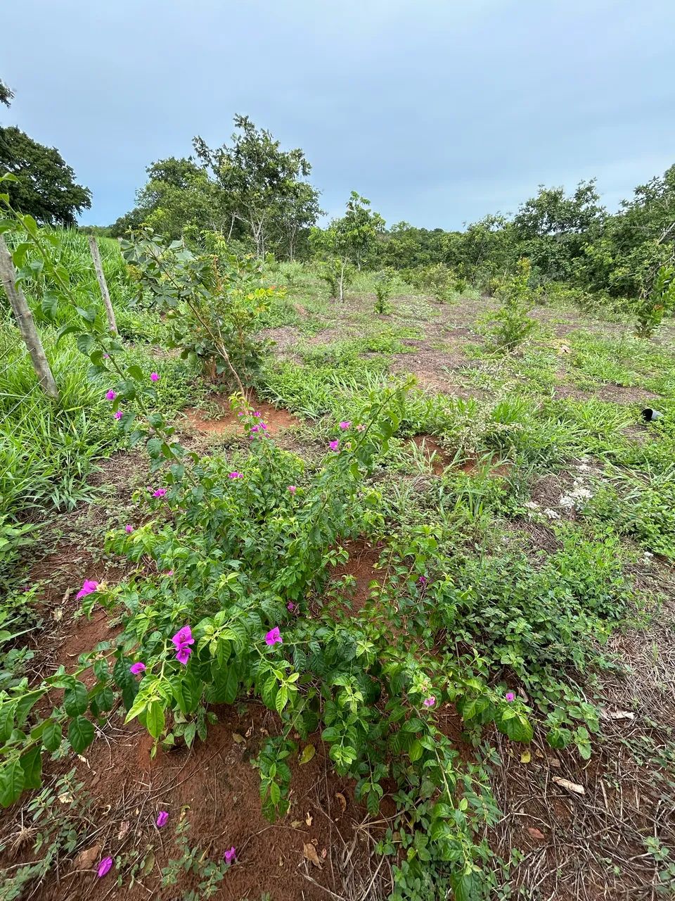 Vende-se uma chácara. - Foto 5