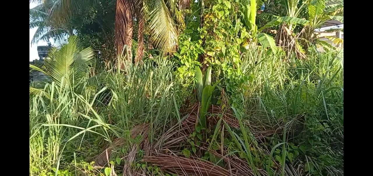 Limpeza de terreno e jardinagem em geral 