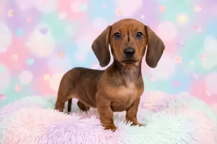 Baby saudável Teckel/Dachshund/Salsicha/Salsichinha/Basset/Cofap