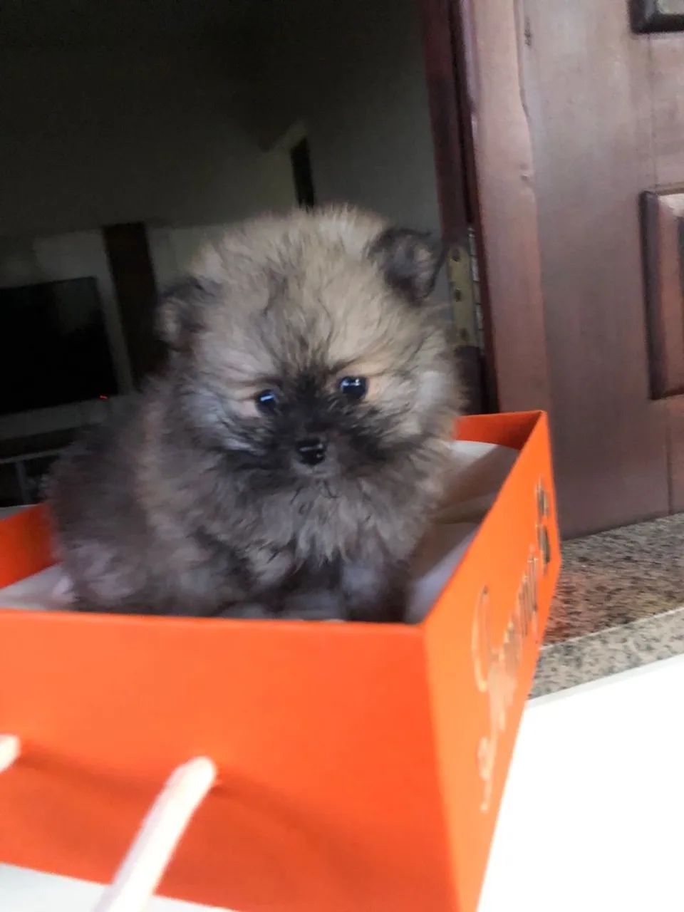 Spitz alemão macho com pedigree Cbkc  - Foto 2