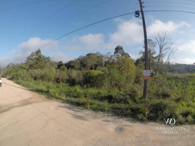 Área à venda, 5000 m² por r$ 800.000 - borda do campo - são josé dos pinhais/pr - Foto 3