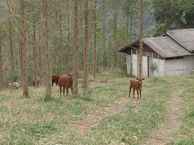 Fazenda em Campo Largo Bairro São Silvestre - Foto 5
