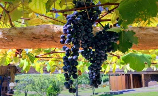 Vinícola em Gramado em produção - Foto 13