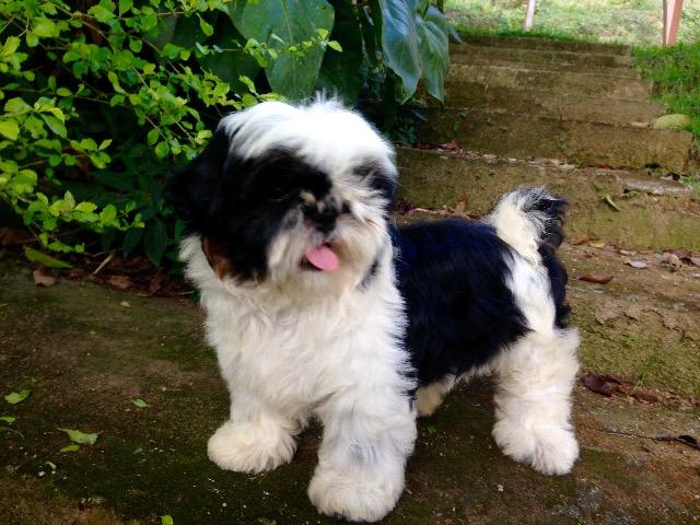 Shih Tzu