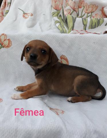 Estou doando esses lindos cãezinhos