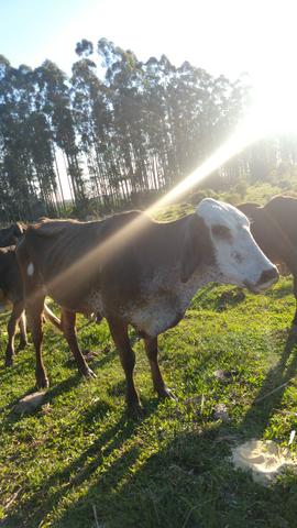 Vendo vaca