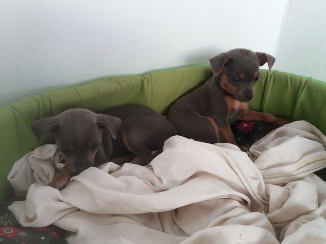 Vende-se cachorro pincher número 2