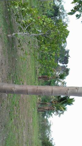 Chacara - Foto 3