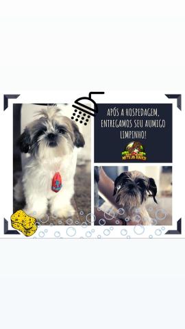Matilha Ruwer - Canil e Hospedagem para Cães - Foto 2