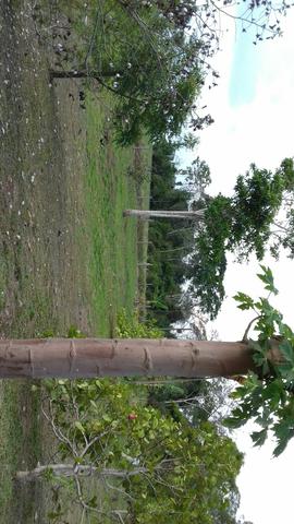 Chacara - Foto 2