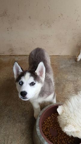 Lindos Machos de Husky - Foto 3