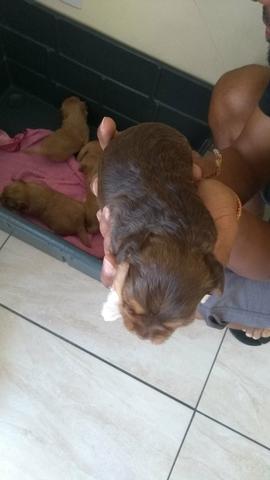 Cachorro Yorkshire - Foto 2
