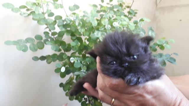 Gatos Persas