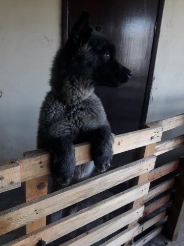 Cachorro